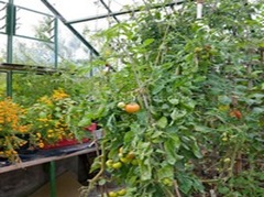 Tomatoes-Greenhouse-J017358