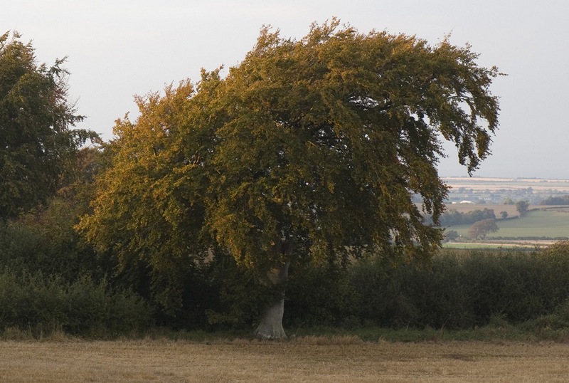Бук Фото Дерева И Листьев