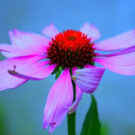 Echinacea purpurea_photo