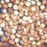Euryale-ferox-seeds