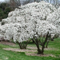 magnolia_stellata_Waterlily
