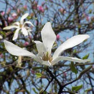 magnolia_kobus