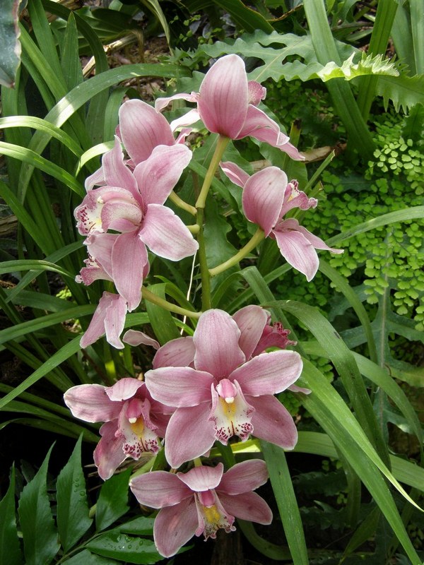 Виды Орхидей По Листьям Фото