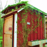 оформление туалета на даче вьющимися растениями
