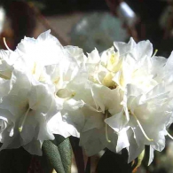 rhododendron-dauricum-double-white__1139