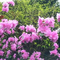 rhododendron_sichotense