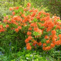 rhododendron_japonicum