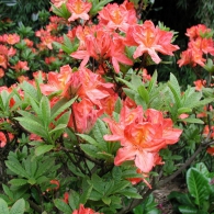 rhododendron_japonicum