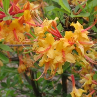 rhododendron_calendulaceum