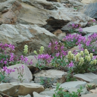 цветы в альпинарии