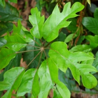 Schefflera-octophylla