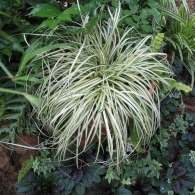 Carex morrowii  'Everbright'
