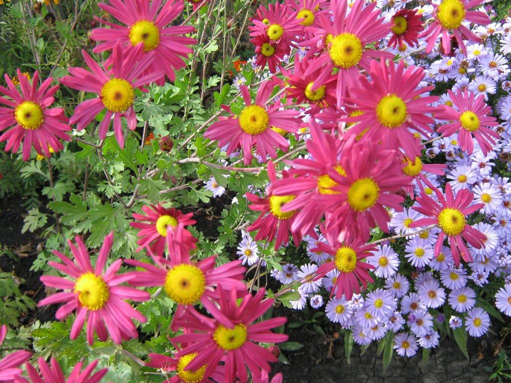 http://sazhaemsad.ru/wp-content/uploads/2013/07/chrysanthemum-flower-9-1600x1200.jpg