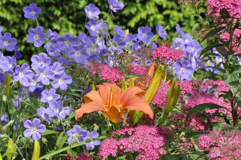 Фото цветов в саду названия и фото