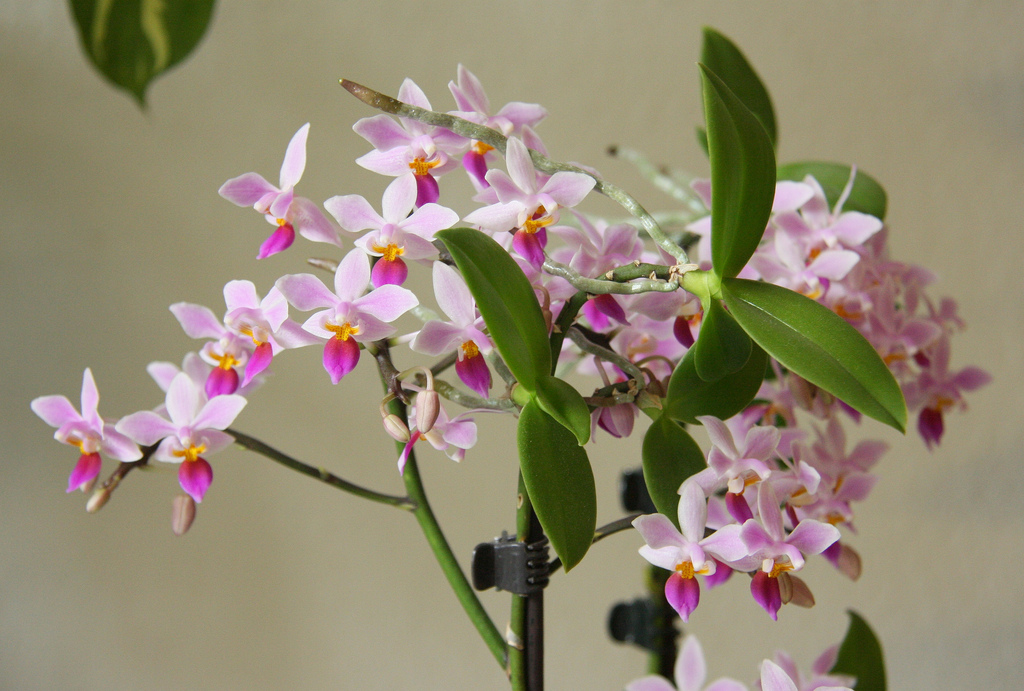 Уход за комнатными растениями: орхидея