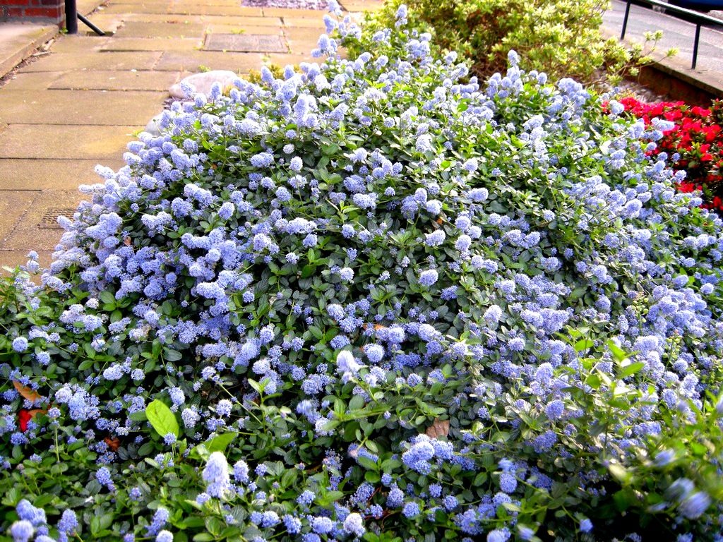 Декоративные цветущие кустарники для дачи и сада